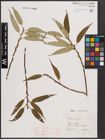 Foto von Salix fragilis L.